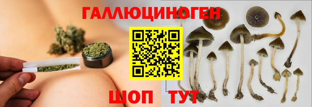 Галлюциногенные грибы Psilocybe Саров