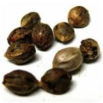 Семена марихуаны АК-47  (Seeds AK-47) в Сарове